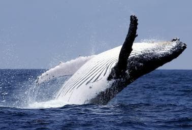 Punta Cana: Samana Whale Watching, Cayo Levantado & Lunch - Photo 3 (Gallery view)