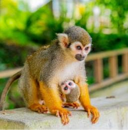 Bayahibe/La Romana: wycieczka buggy 4x4 i Monkeyland - Photo 2 (Gallery view)