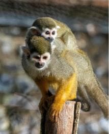 Punta Cana: Jungle Buggy Tour with Monkeyland Visit - Photo 3 (Gallery view)