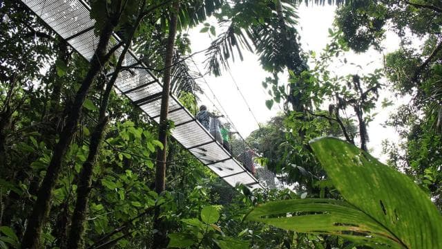 San Jose: Arenal Hanging Bridges & Baldi Hot Springs Tour - Photo 3 (Gallery view)