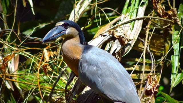 Tortuguero: Guided Canoe Tour "An Unforgettable Experience" - Photo 2 (Gallery view)