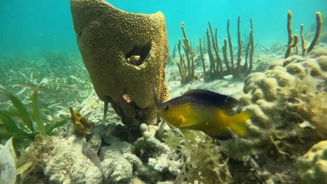 Fajardo: Kayak and Snorkeling Eco-Experience - Photo 3 (Gallery view)