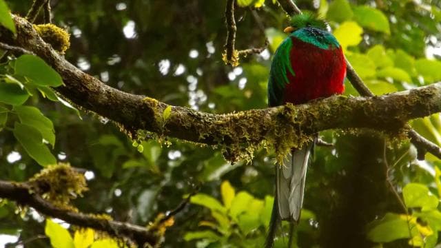 Quetzal: Costa Rica Birdwatching Eksperyans - Los Quetzales - Photo 2 (Gallery view)
