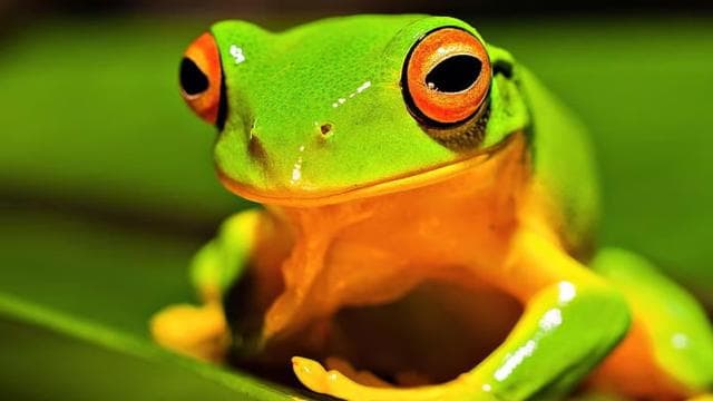 Tortuguero : une promenade nocturne dans la forêt tropicale de Tortuguero - Photo 3 (Gallery view)