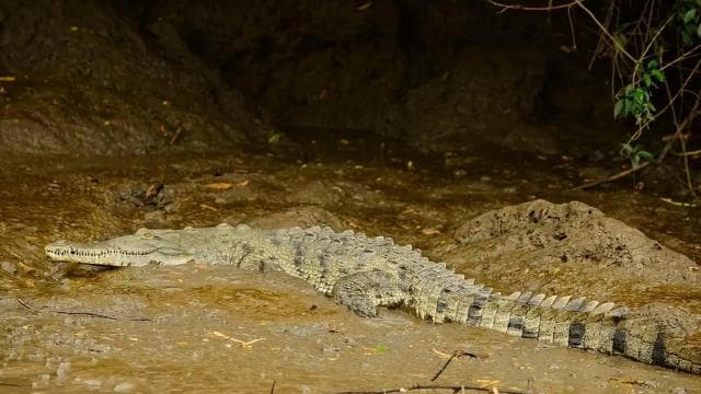 Tamarindo: Tamarindo Estuary Boat Tour with Naturalist Guide - Dominican Republic