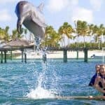 Punta Cana: Dolphin Experience in the Sea - Photo 4 (Gallery view)