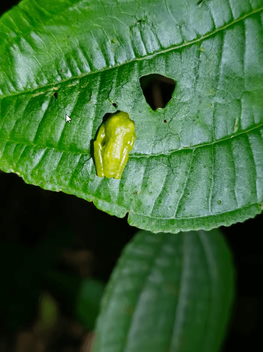 Monteverde: Night Walk with Guide and Flashlights - Photo 4 (Gallery view)