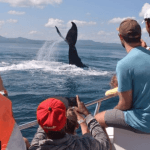 Observation des baleines + Liberté à Cayo Levantado - Photo 4 (Gallery view)