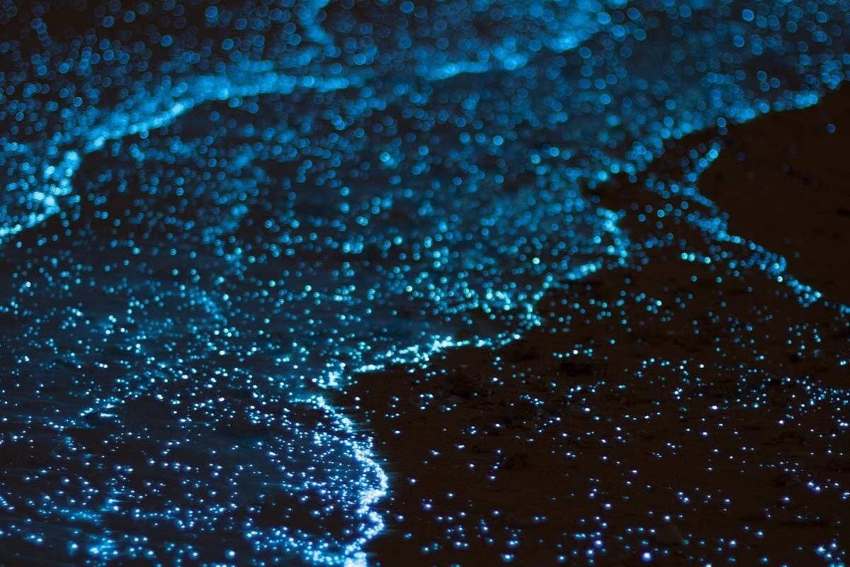 Bioluminescent Bay Adventure in Grand Cayman - Photo 2 (Gallery view)