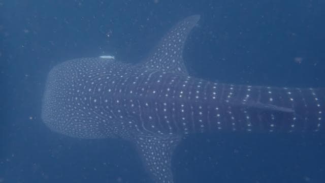 Golfito, Costa Rica: Amazing Day Wreck &/or Reef Dive Trips - Photo 4 (Gallery view)