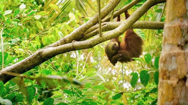 Tortuguero: Three Days & Two Nights All Included Tortuguero - Dominican Republic