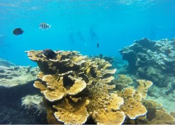 Snorkeling Tour & Sosua Beach Day - Photo 5 (Gallery view)