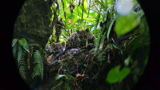 Monteverde: Enjoing the clouds in Monteverde - Photo 4 (Gallery view)