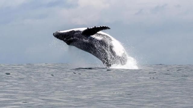 Uvita: Marino Ballena National Park Whale-Watching Tour - Photo 3 (Gallery view)