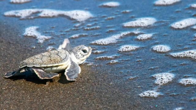 TURTLE WATCHING IN TORTUGUERO COSTA RICA - Photo 4 (Gallery view)