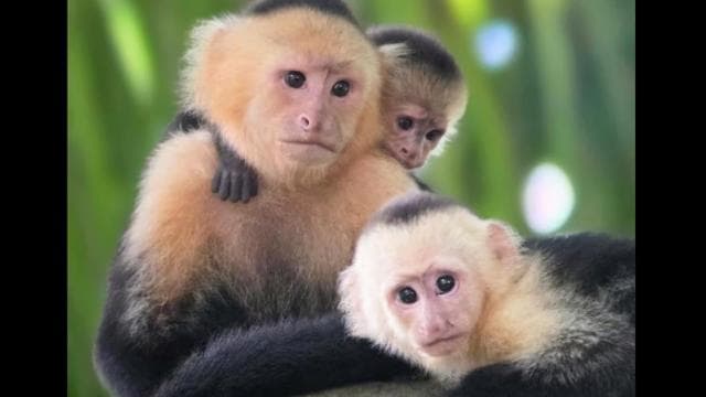 Mangrove and monkey boat Tour UNFORGETTABLE... - Photo 4 (Gallery view)
