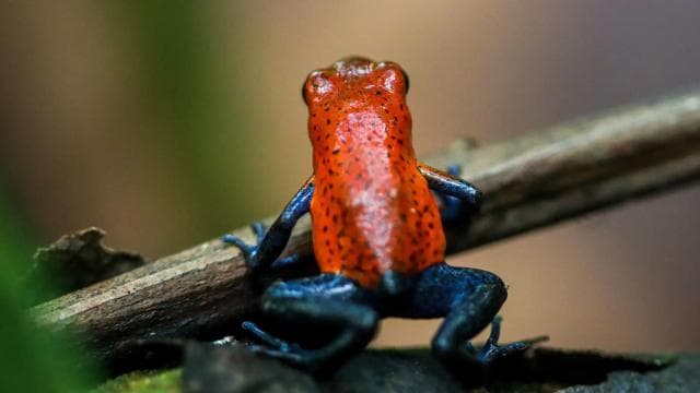 Mistico Hanging Bridges + Transportation + Naturalist Guide - Photo 5 (Gallery view)