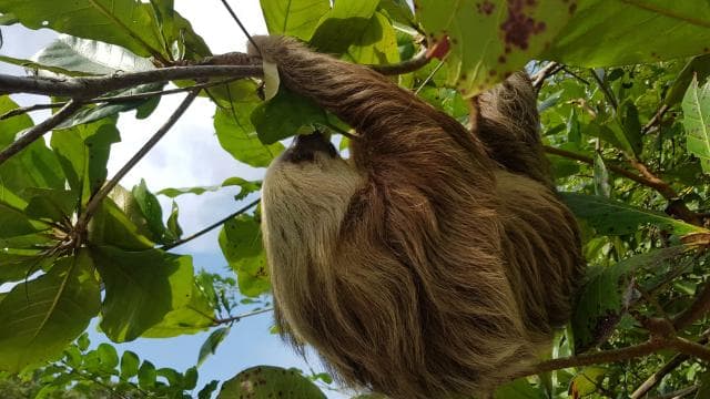Puerto Limon: Half-Day Tortuguero Canals & Playa Bonita Tour - Dominican Republic