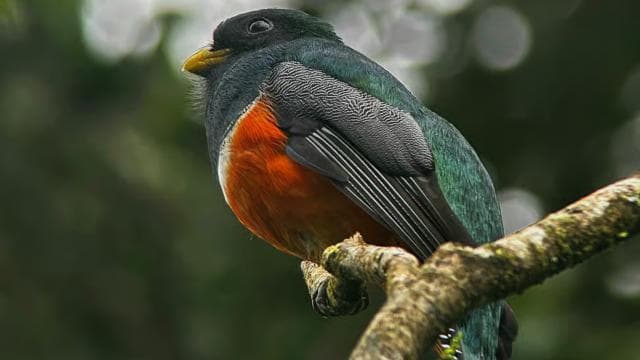Monteverde: Cloud Forest Tour with a local Guide - Photo 4 (Gallery view)