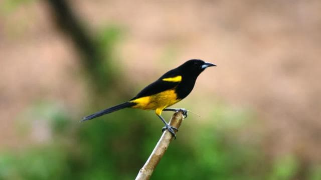 Arenal Forest: Bird Observation & Photography Tour - Photo 4 (Gallery view)