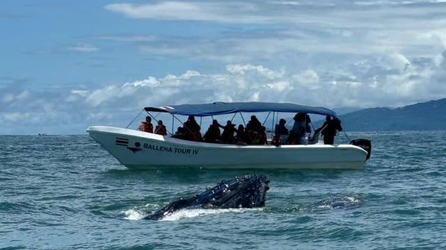 Marino Ballena National Park: Whale and Dolphin Watching - Photo 5 (Gallery view)