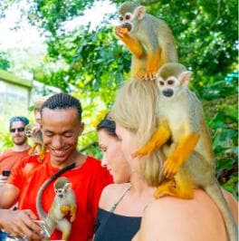 Punta Cana: Tour Aventura con Monos con Recogida en el Hotel - Photo 3 (Gallery view)