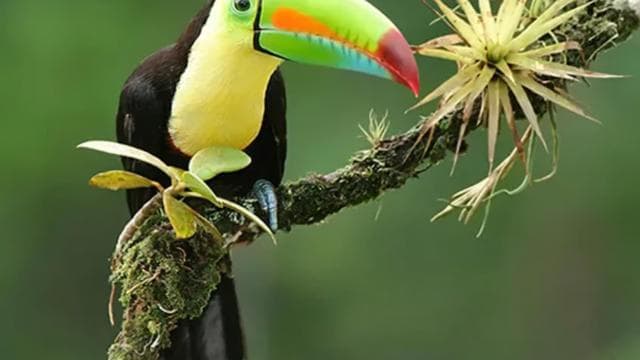 Playa del Coco: Faultier-Entdeckung und Rio Celeste-Tour - Dominican Republic