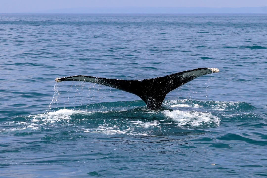 Las Terrenas : Whale watching & Kayaking - Photo 5 (Gallery view)