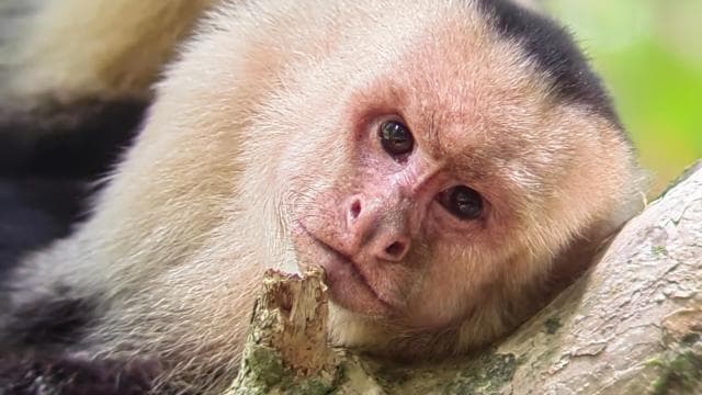 Manuel Antonio : Mangrove boat tour to see animals - Photo 4 (Gallery view)