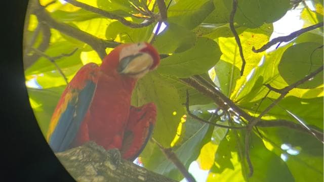 Uvita: Hiking in Corcovado National Park - Photo 5 (Gallery view)