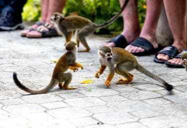 Punta Cana: Monkey Land Half-Day Safari and Plantation - Photo 2 (Gallery view)