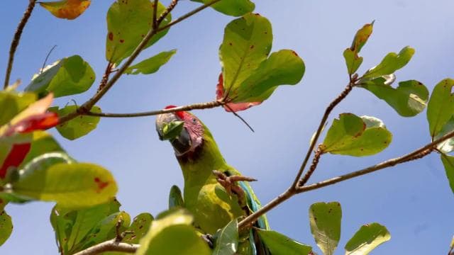 Manuel Antonio: Zipline Canopy Tour with Butterfly Garden - Photo 2 (Gallery view)