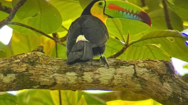 Cahuita: Túra s průvodcem přes národní park Cahuita - Photo 3 (Gallery view)