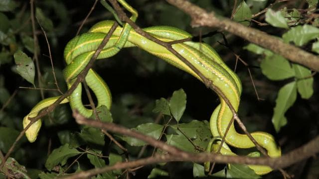Monteverde: Prywatna nocna wycieczka ze spotkaniami z dziką przyrodą - Photo 3 (Gallery view)