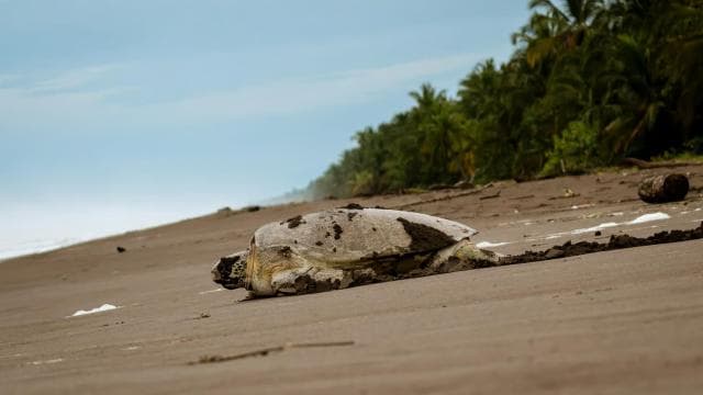 Tortuguero: Nachttour zum Schildkrötennisten - Photo 1 (Main angle)