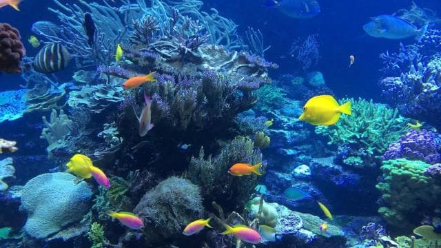 Punta Cana: Catalina Island Day Trip with Snorkeling - Photo 4 (Gallery view)