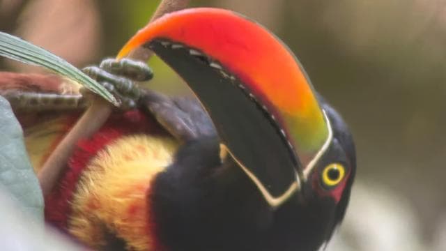 Quepos: Manuel Antonio National Park Guided Tour - Photo 3 (Gallery view)