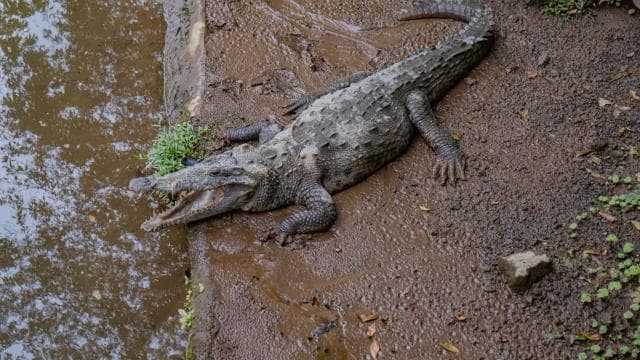 Natura Eco Park Admission: Wildlife Sanctuary - Photo 2 (Gallery view)