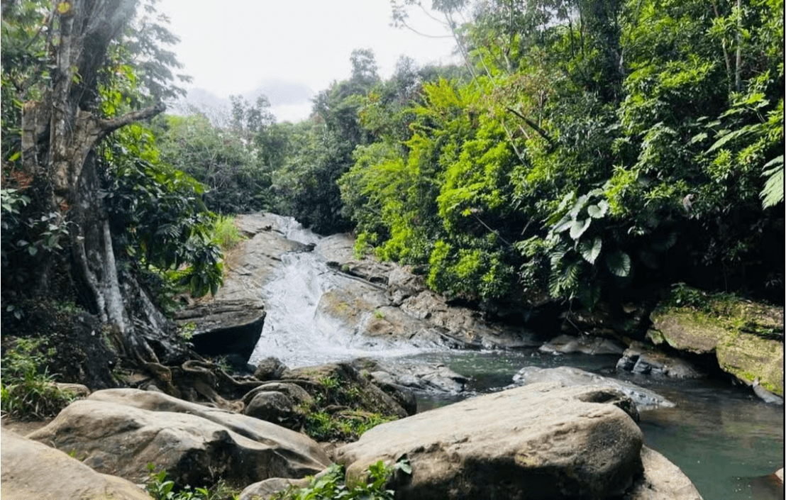 San Juan: 3 Tours 1 Day Bundle! Old City, Rainforest & Beach - Dominican Republic