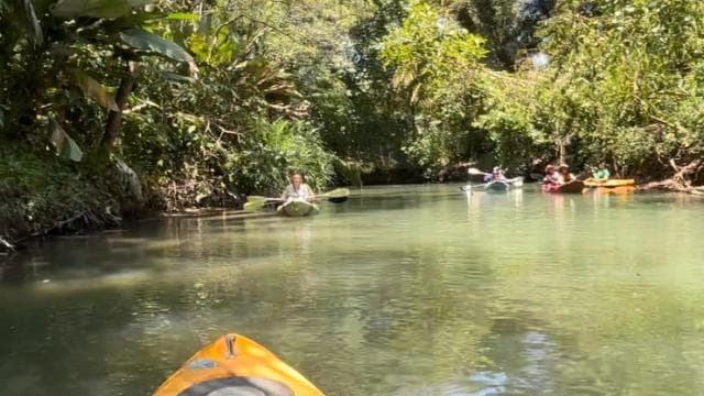 Mangrove and monkey boat Tour UNFORGETTABLE... - Photo 3 (Gallery view)