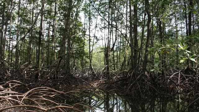 Costa Rica Mangroven-Tour: Terraba National Wetlands – Uvita - Photo 2 (Gallery view)