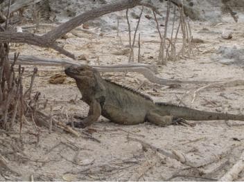 Jaragua National Park: Explore Laguna de Oviedo - Photo 4 (Gallery view)
