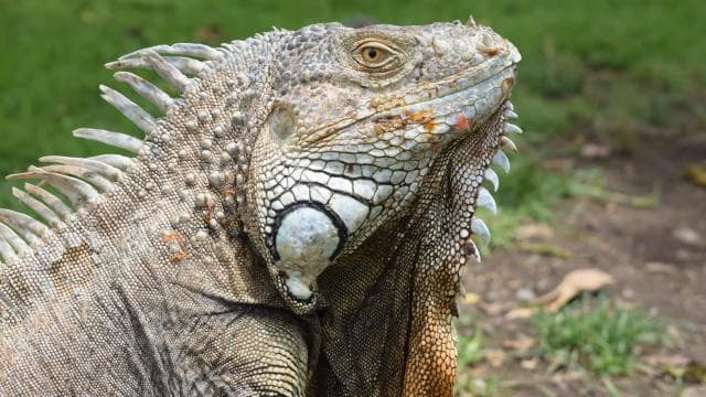 Guanacaste: Palo Verde Wildlife Safari Boat Tour - Photo 4 (Gallery view)