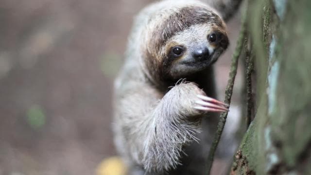 Uvita:Sloth Watching Trail-The best sloth tour in Costa Rica - Photo 3 (Gallery view)