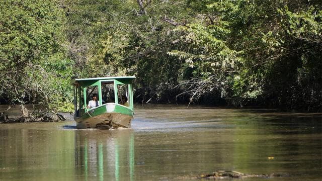Parc national de Palo Verde : excursion en bateau sur la faune - Photo 5 (Gallery view)