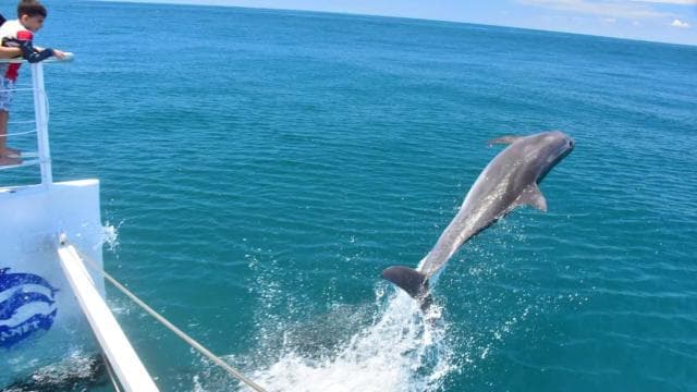 All-Inclusive Catamaran Eco Adventure with Lunch - Dominican Republic