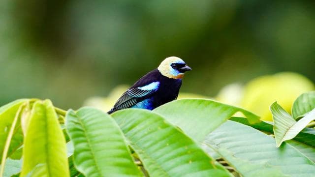 Manuel Antonio: Birdwatching exclusive tour - Dominican Republic
