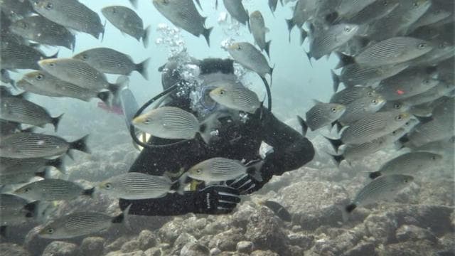 Tamarindo: Discover Scuba Diving at Catalina Islands - Photo 2 (Gallery view)