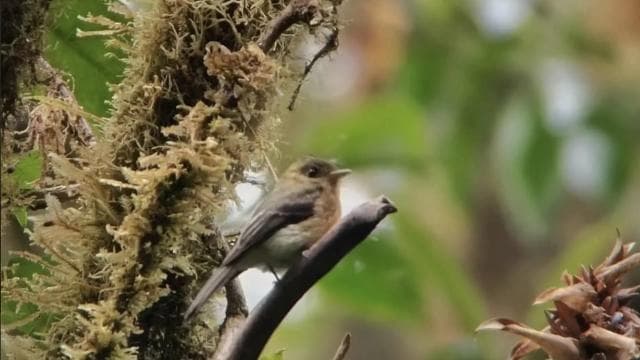 Santa Elena: Private Guided Walk in the Cloud Forest Reserve - Photo 3 (Gallery view)