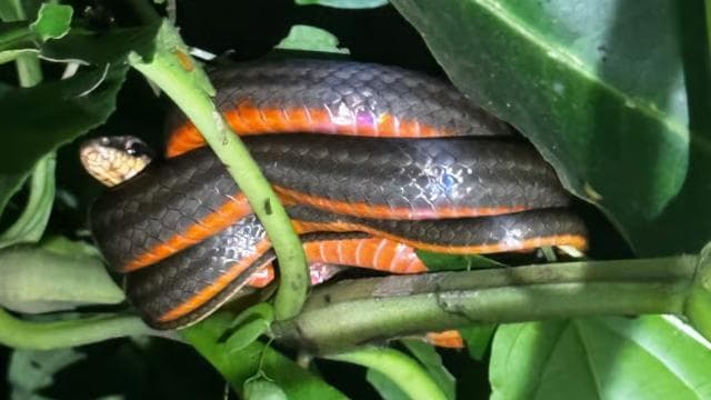 Limon: Night Walk & Rainforest Experience - Photo 4 (Gallery view)